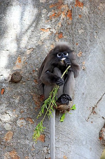 Dusky leaf monkey