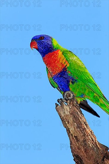 Coconut lorikeet