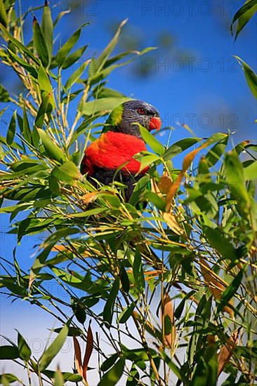 Coconut lorikeet