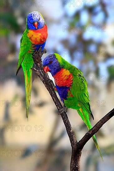 Coconut lorikeet