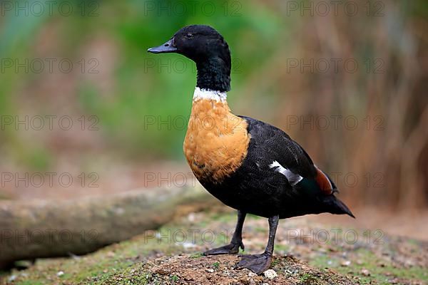 Australian shelduck