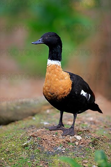 Australian shelduck