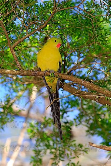 Regent parrot