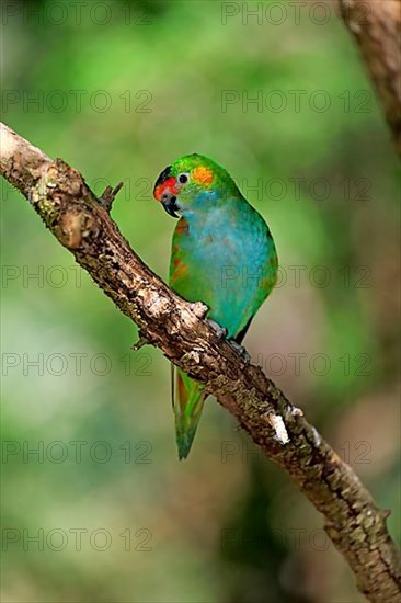 Purple-crowned lorikeet