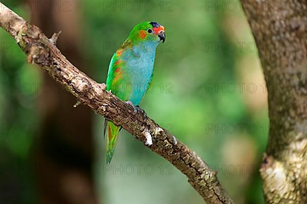 Purple-crowned lorikeet