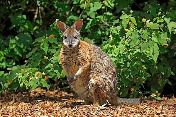 Tammar wallaby