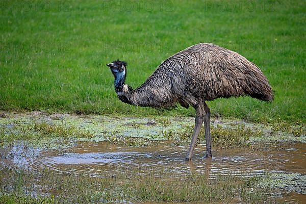 Emu