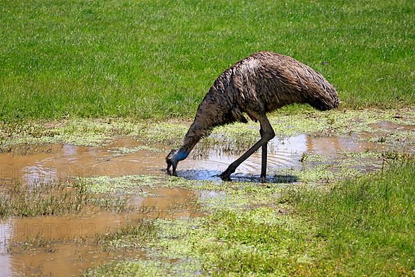 Emu