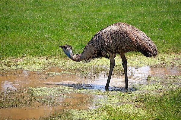 Emu