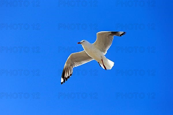 Silver gull