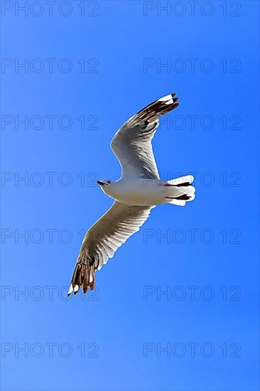 Silver gull