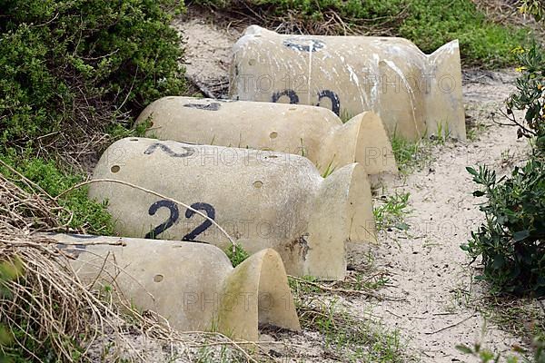 Artificial nesting burrows for spectacled penguins