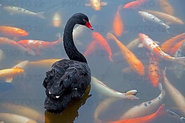 Black swan