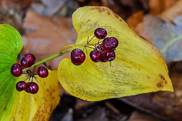 False lily of the valley