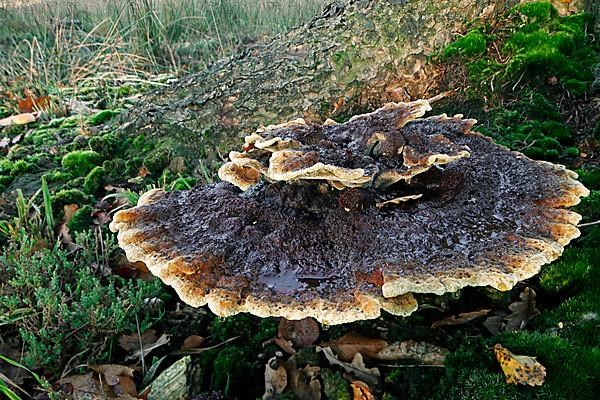 Velvet-top fungus