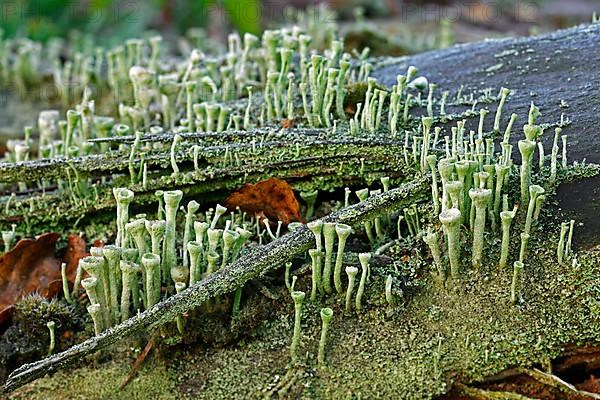 (Cladonia fimbriata) lichen
