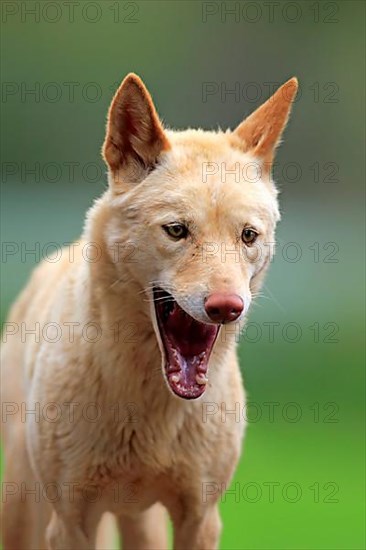 Dingo