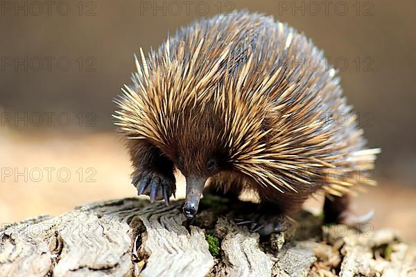 Short-beaked echidna