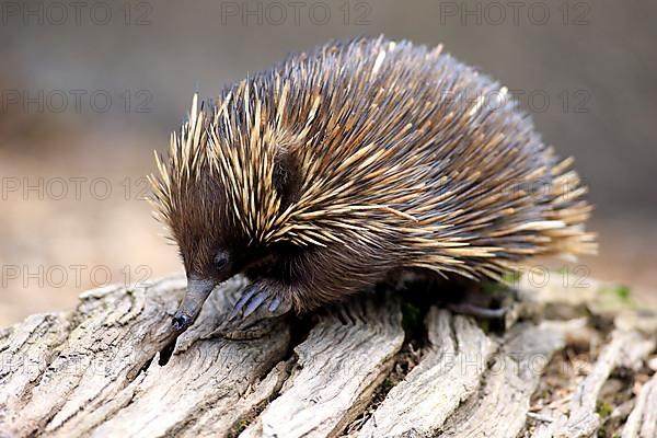 Short-beaked echidna