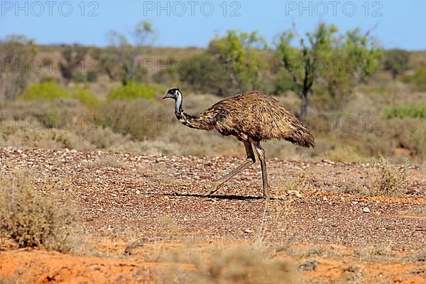 Emu