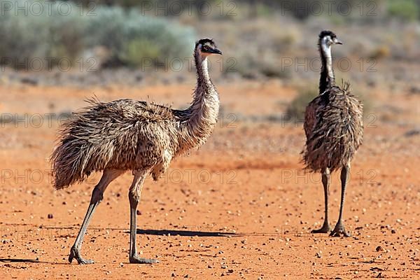 Emu