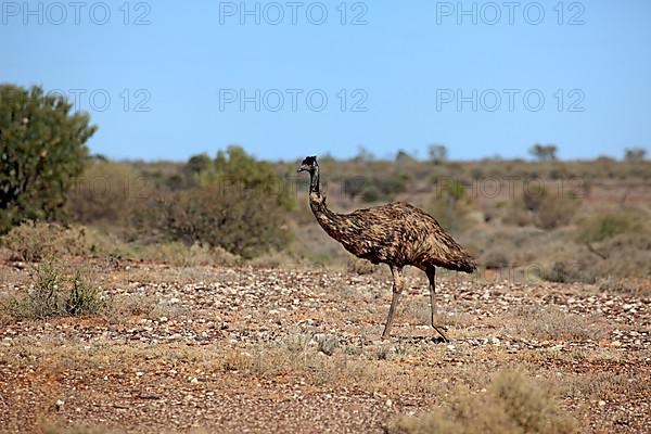 Emu