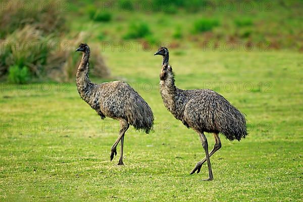 Emu