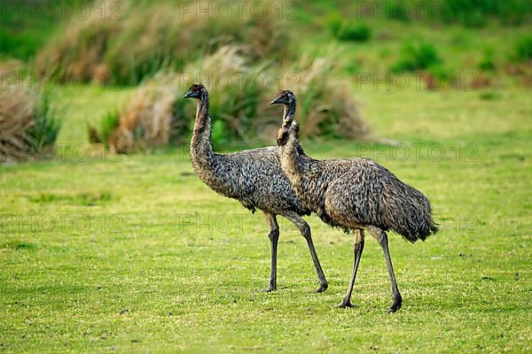 Emu