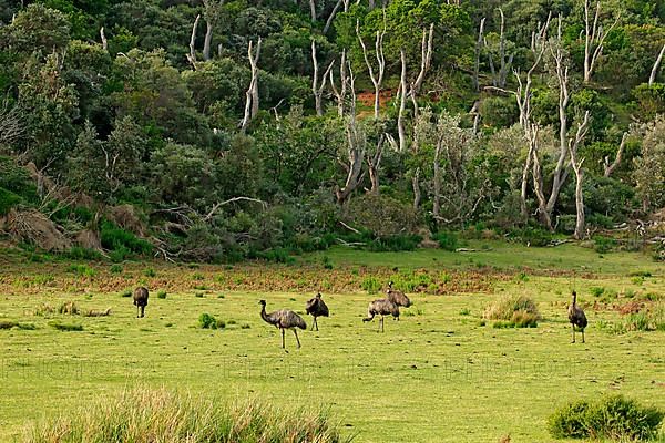 Emu