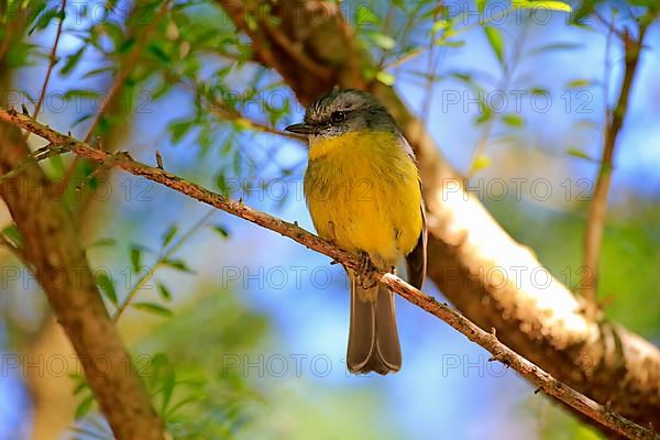 Yellow-bellied Flycatcher