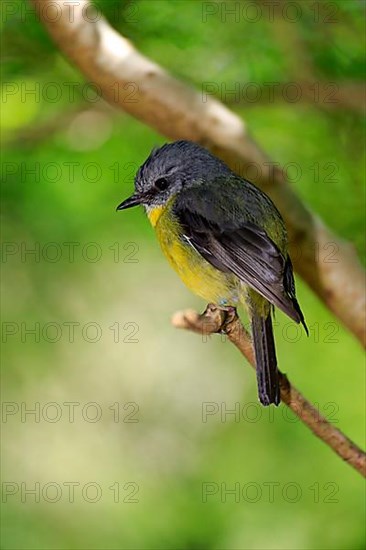 Yellow-bellied Flycatcher