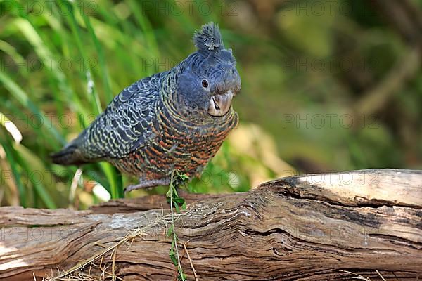 Gang-gang cockatoo