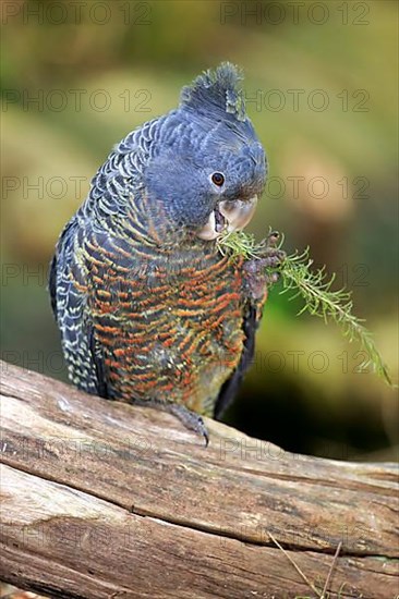 Gang-gang cockatoo