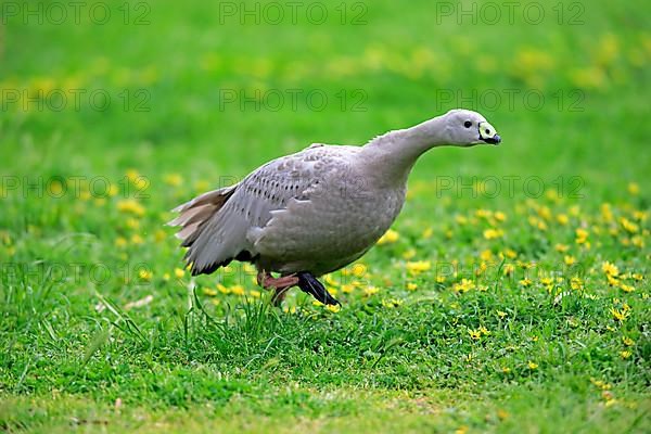 Cape barren goose