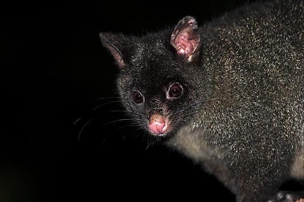 Mountain Bushtail Ossum