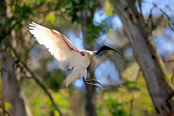 Australian white australian white ibis