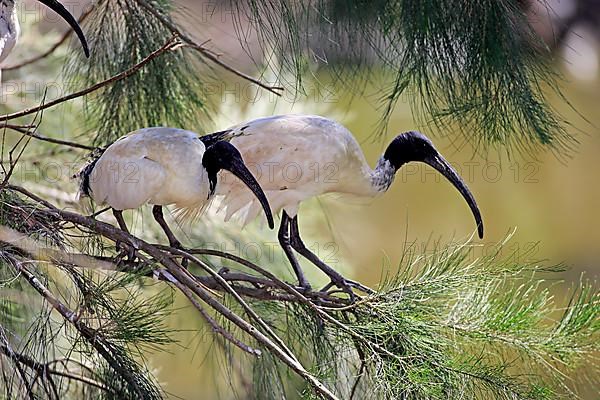 Australian white australian white ibis