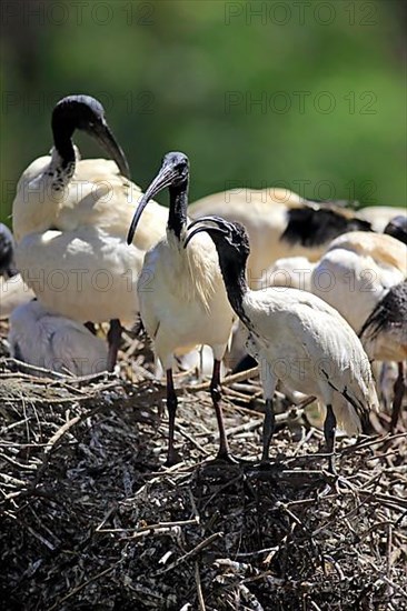 Australian white australian white ibis