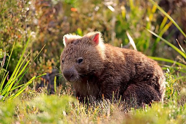 Common common wombat