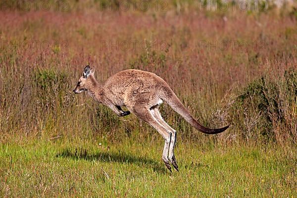 Eastern grey kangaroo