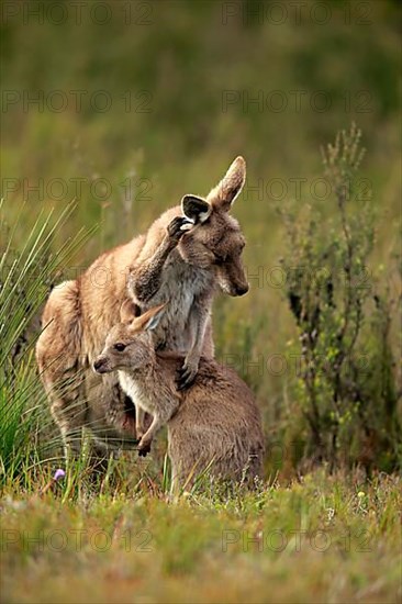 Eastern grey kangaroo