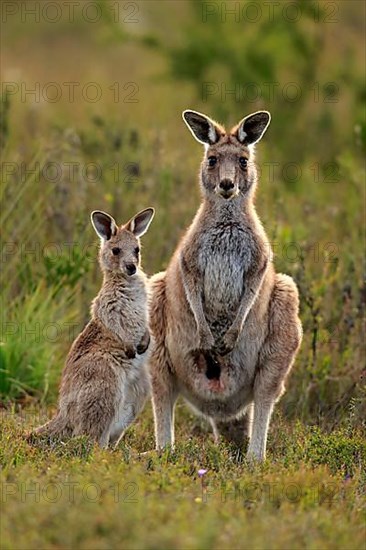 Eastern grey kangaroo