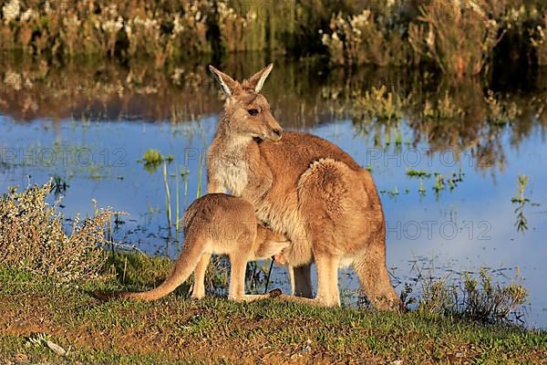 Eastern grey kangaroo