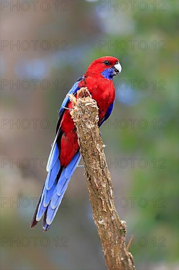 Crimson rosella