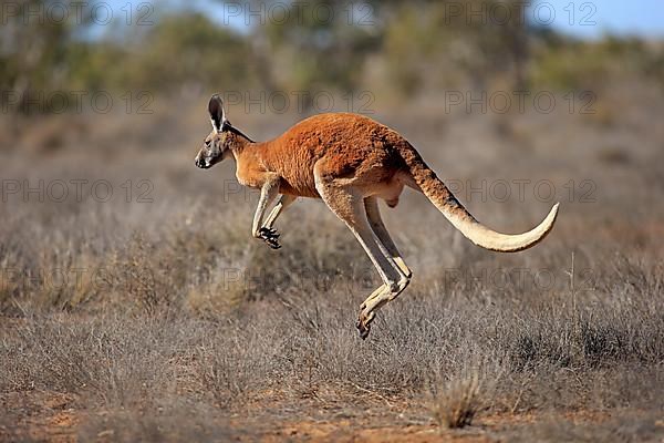 Red kangaroo