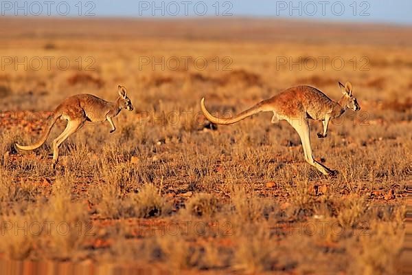 Red kangaroo