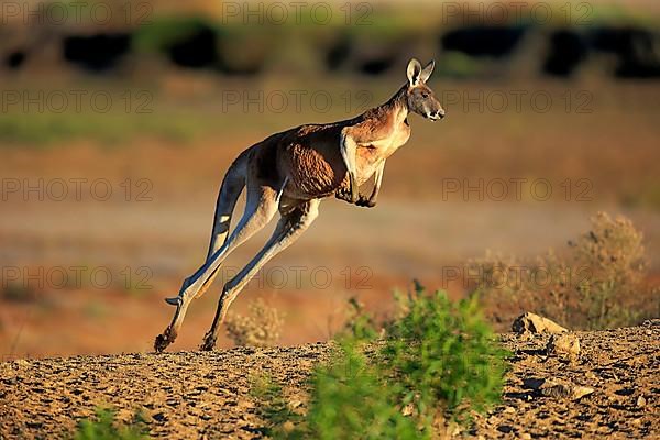 Red kangaroo