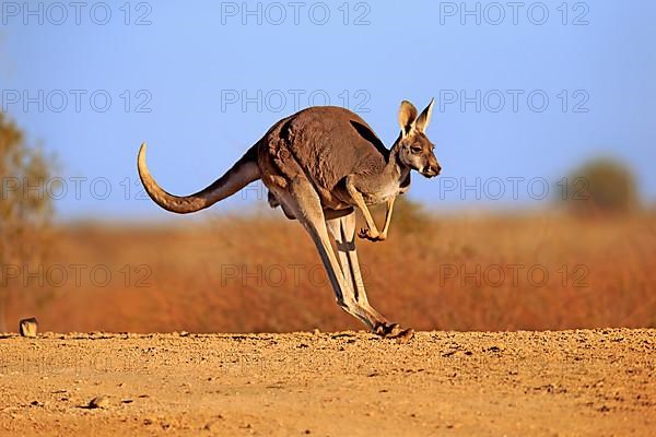 Red kangaroo