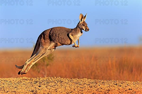 Red kangaroo