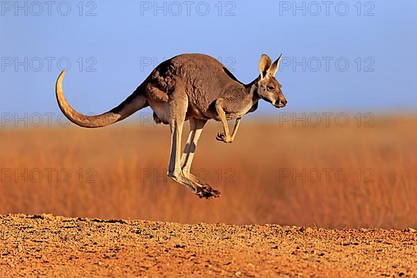 Red kangaroo